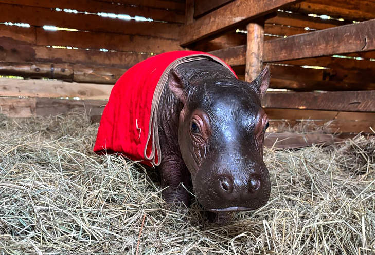 Bumpy wrapped in his cherry-red blanket in the stable