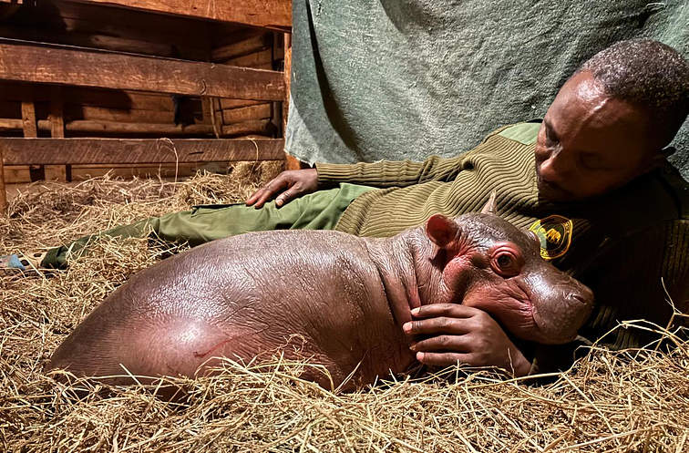 Bumpy resting beside his keeper at night